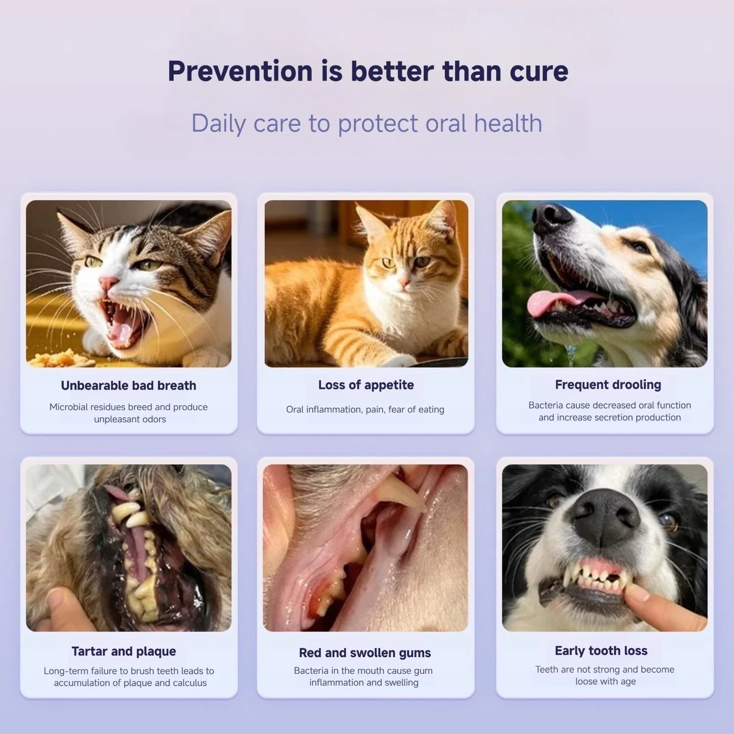 Probiotic Pet Teeth Freshener Safe and Effective Oral Care for Dogs and Cats