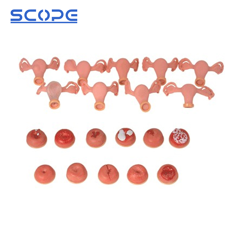 School Teaching Simulator Sc-Fs Gynecological Examination Training Medical Manikin