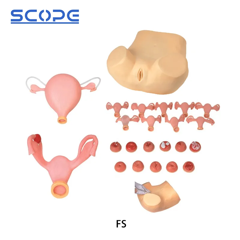 Gynecological Examination Training Model 2