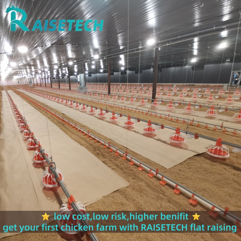 Raisetech Factory Base Price Automatic Poultry Farm Equipment Broiler Floor Feeding with Chicken Raise Equipment/Machinery