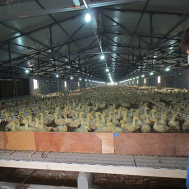 Advanced Large Scale Broiler Floor Breeding System Chicken Feeding for Optimal Growth