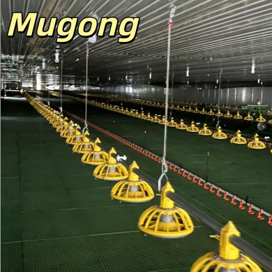 Advanced Large Scale Broiler Floor Breeding System Chicken Feeding for Optimal Growth