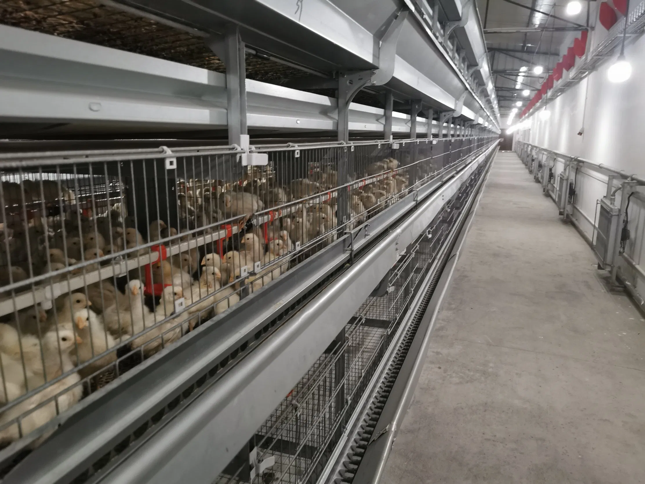 Hot Sale Automatic Egg Laying Feeding System Breeding Battery Poultry Farm Layer Broiler Birds Hen Chicken Cage