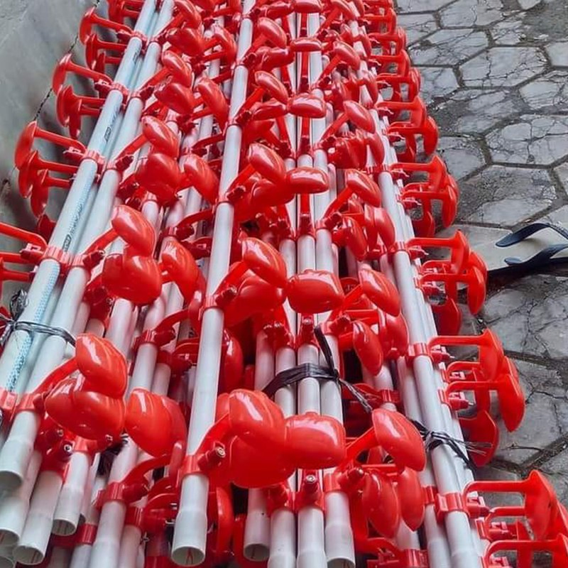 Advanced Large Scale Broiler Floor Breeding System Chicken Feeding for Optimal Growth