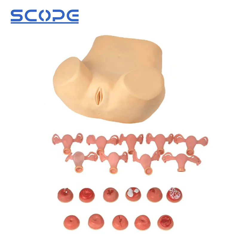 Gynecological Examination Training Model 3