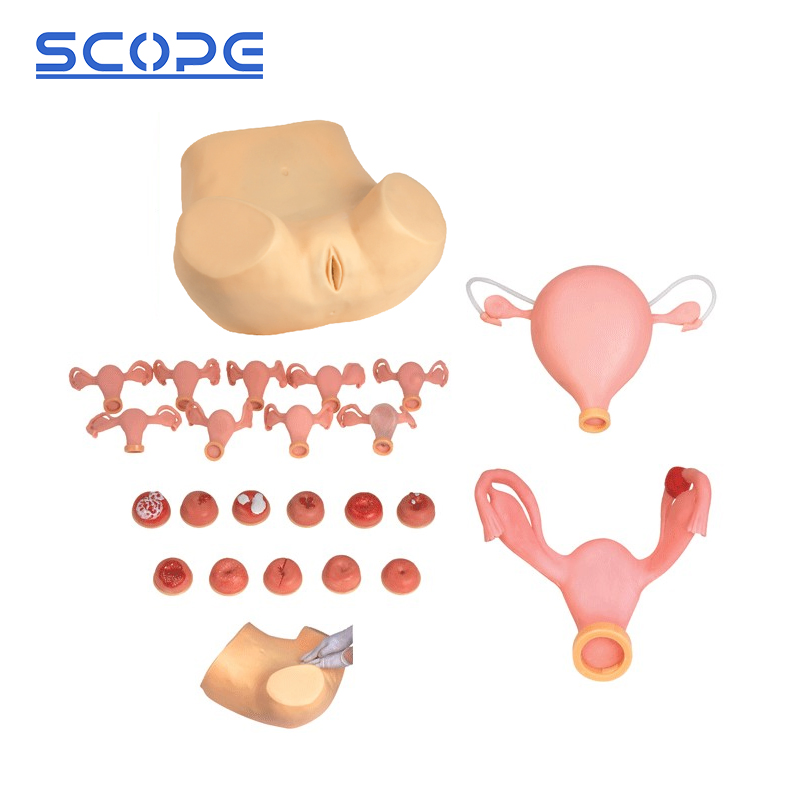 School Teaching Simulator Sc-Fs Gynecological Examination Training Medical Manikin