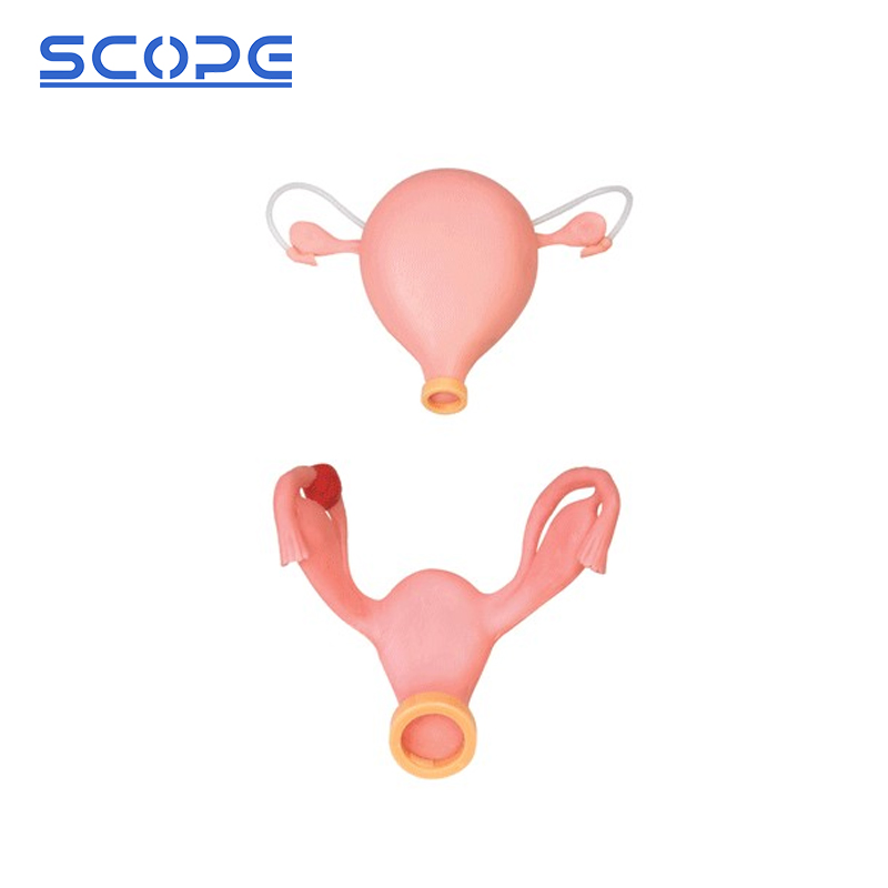 School Teaching Simulator Sc-Fs Gynecological Examination Training Medical Manikin