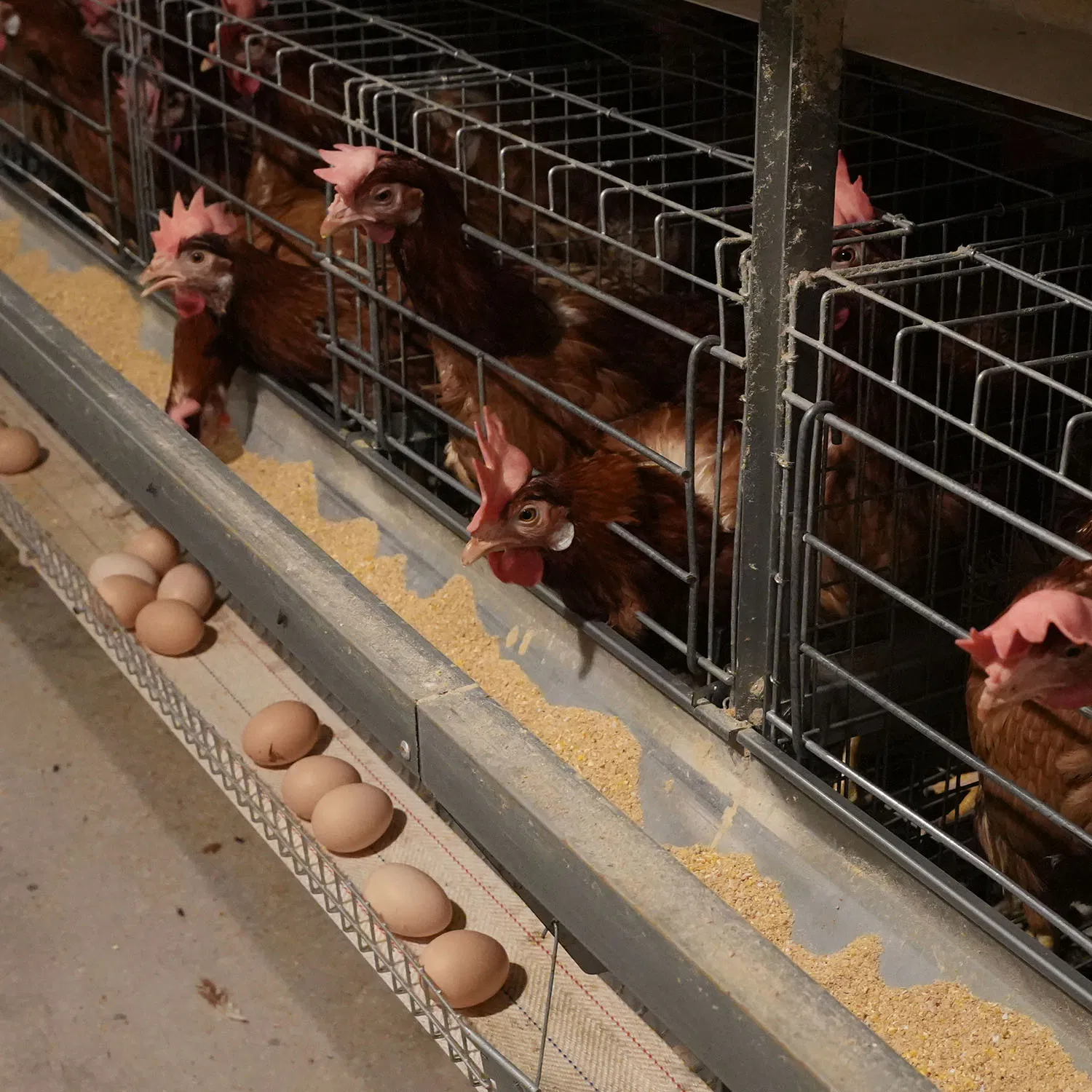 3-8 Layer Galvanized Steel Wire Poultry Equipment Layer Chicken Cage Feeding Equipment