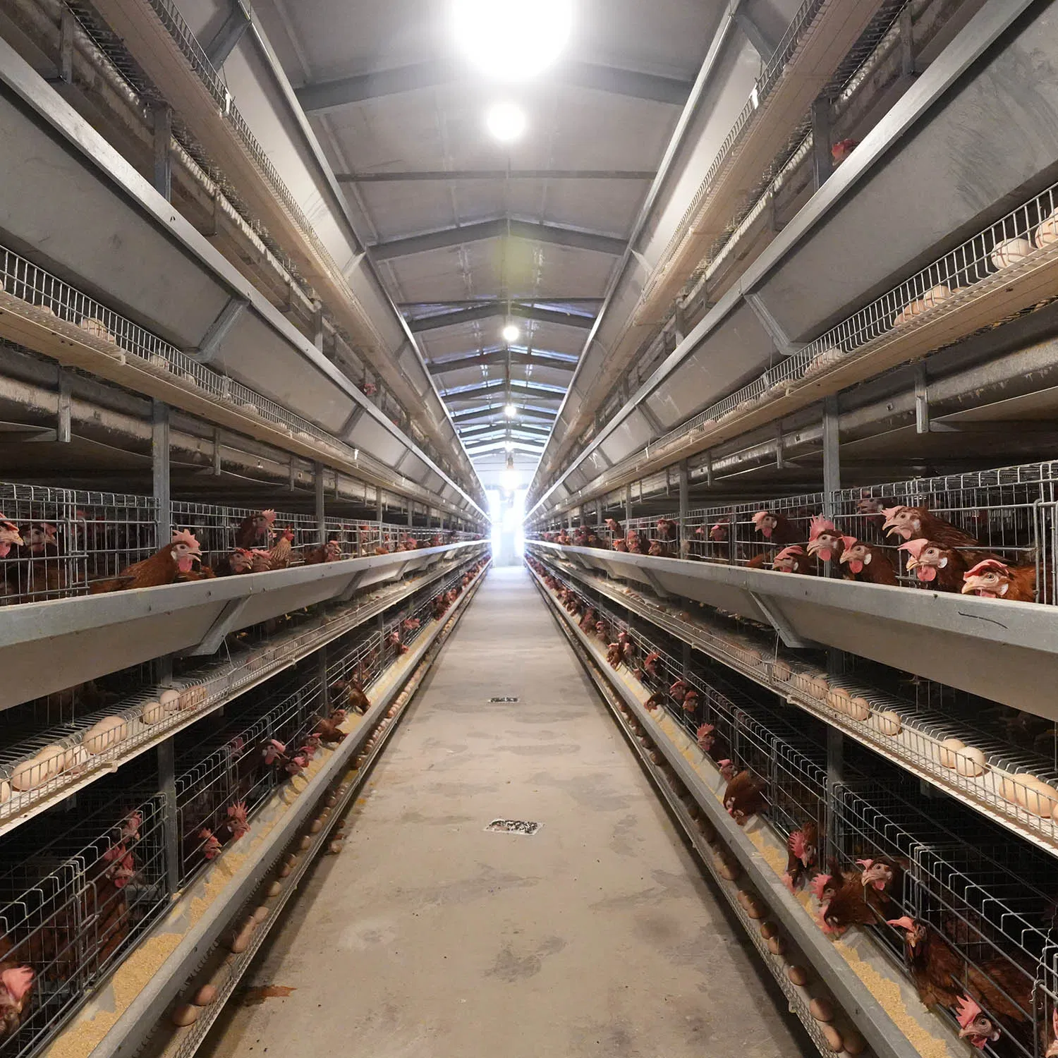 3-8 Layer Galvanized Steel Wire Poultry Equipment Layer Chicken Cage Feeding Equipment