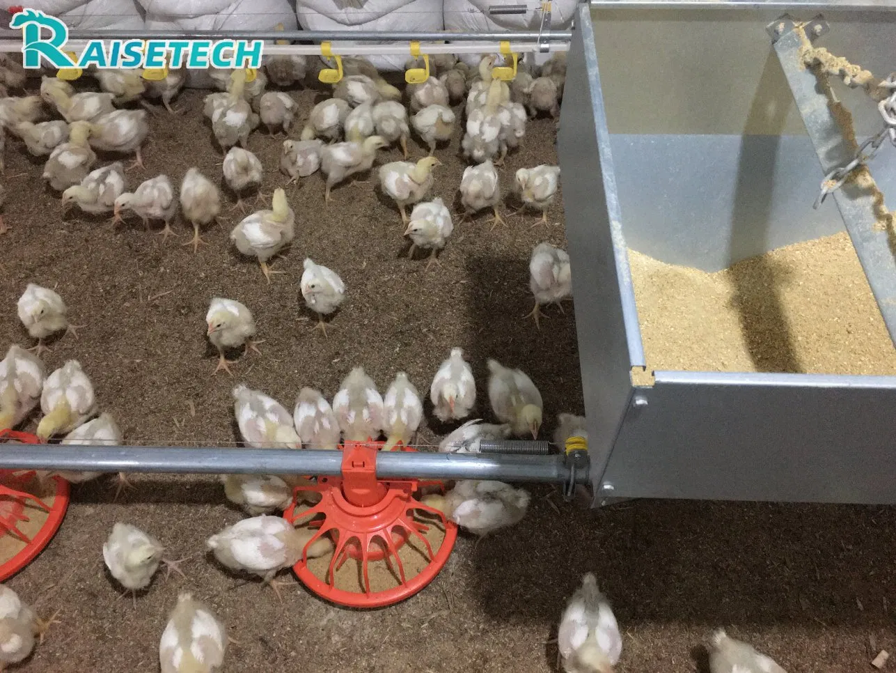 Raisetech Factory Base Price Automatic Poultry Farm Equipment Broiler Floor Feeding with Chicken Raise Equipment/Machinery