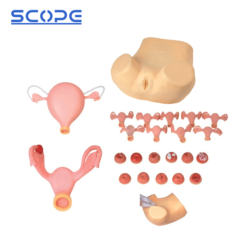 School Teaching Simulator Sc-Fs Gynecological Examination Training Medical Manikin