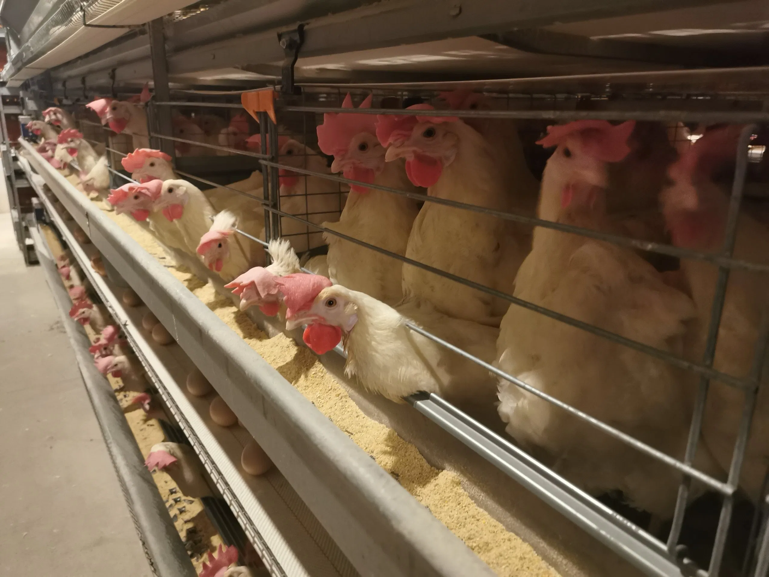 Hot Sale Automatic Egg Laying Feeding System Breeding Battery Poultry Farm Layer Broiler Birds Hen Chicken Cage