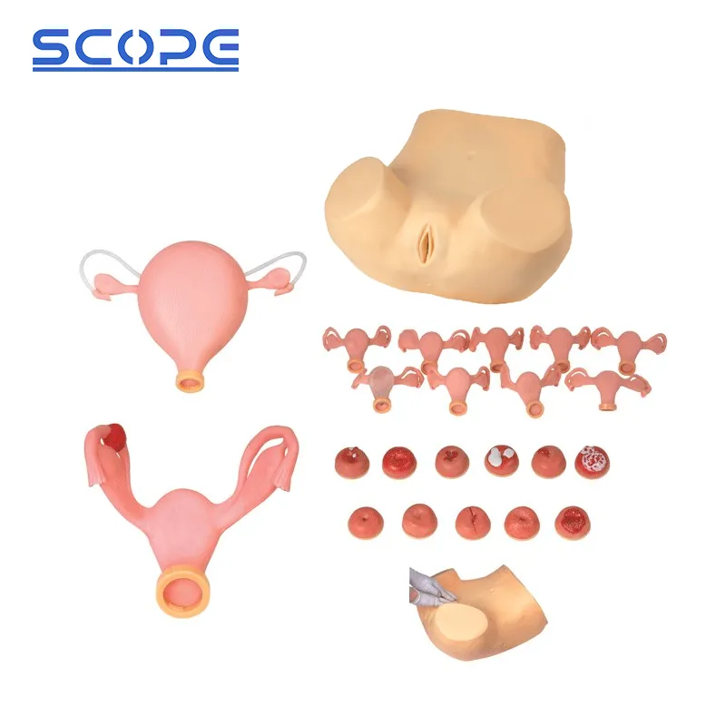 Gynecological Examination Training Model 1