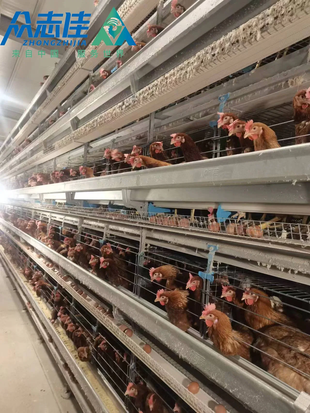 Hot Sale Automatic Egg Laying Feeding System Breeding Battery Poultry Farm Layer Broiler Birds Hen Chicken Cage