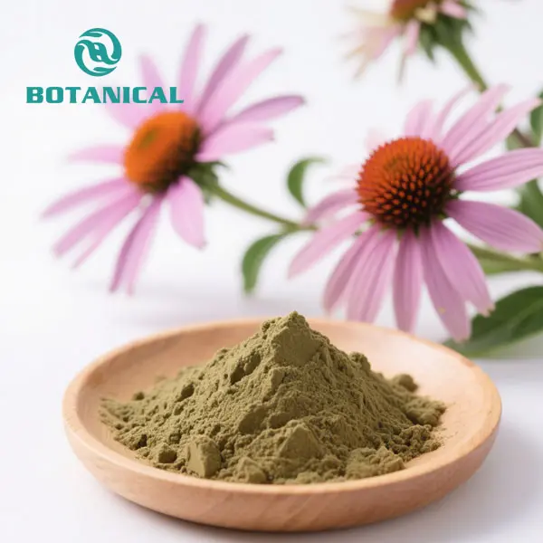 ODM Echinacea Purpurea Extract | Chicoric Acid Powder ≥4% Manufacturers, Factories
