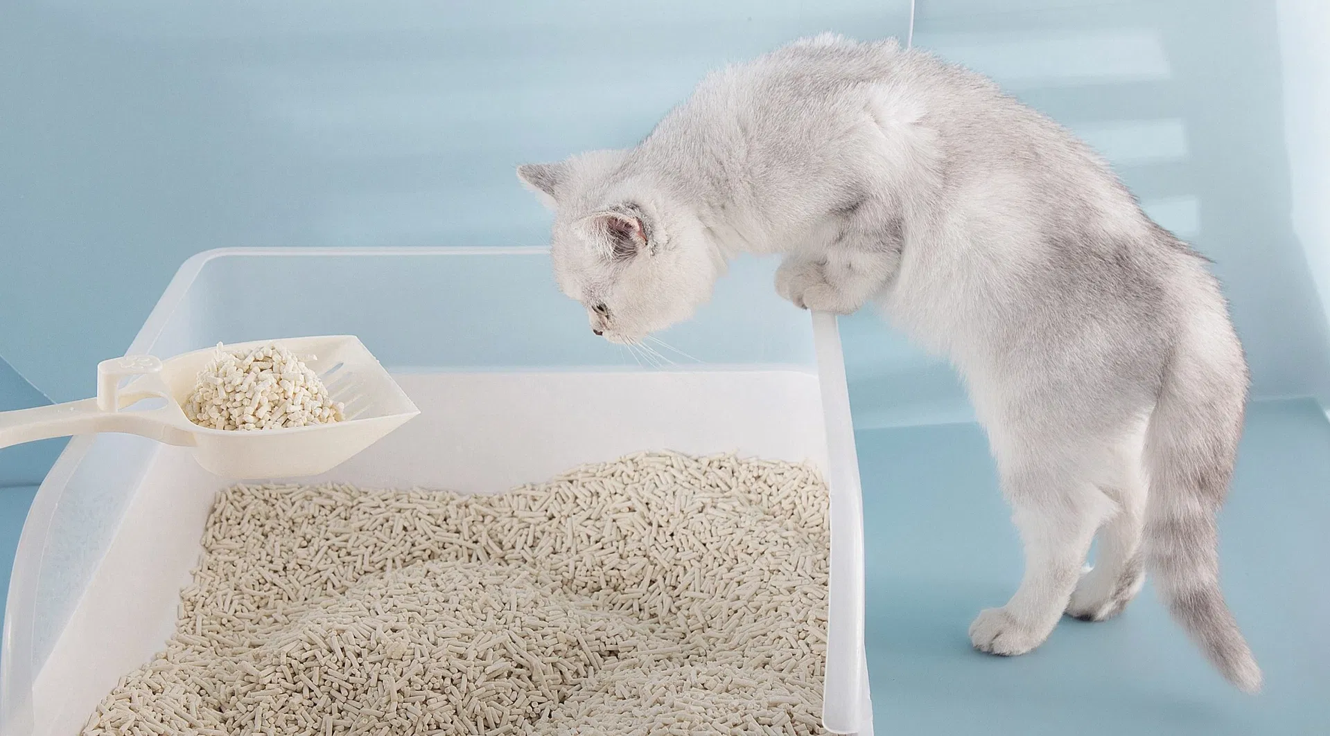 Areia para Gato à Base de Mandioca Não Tóxica 99.9% Sem Poeira Fácil de Remover Melhor para Caixas de Areia para Gatos e Lares com Vários Gatos
