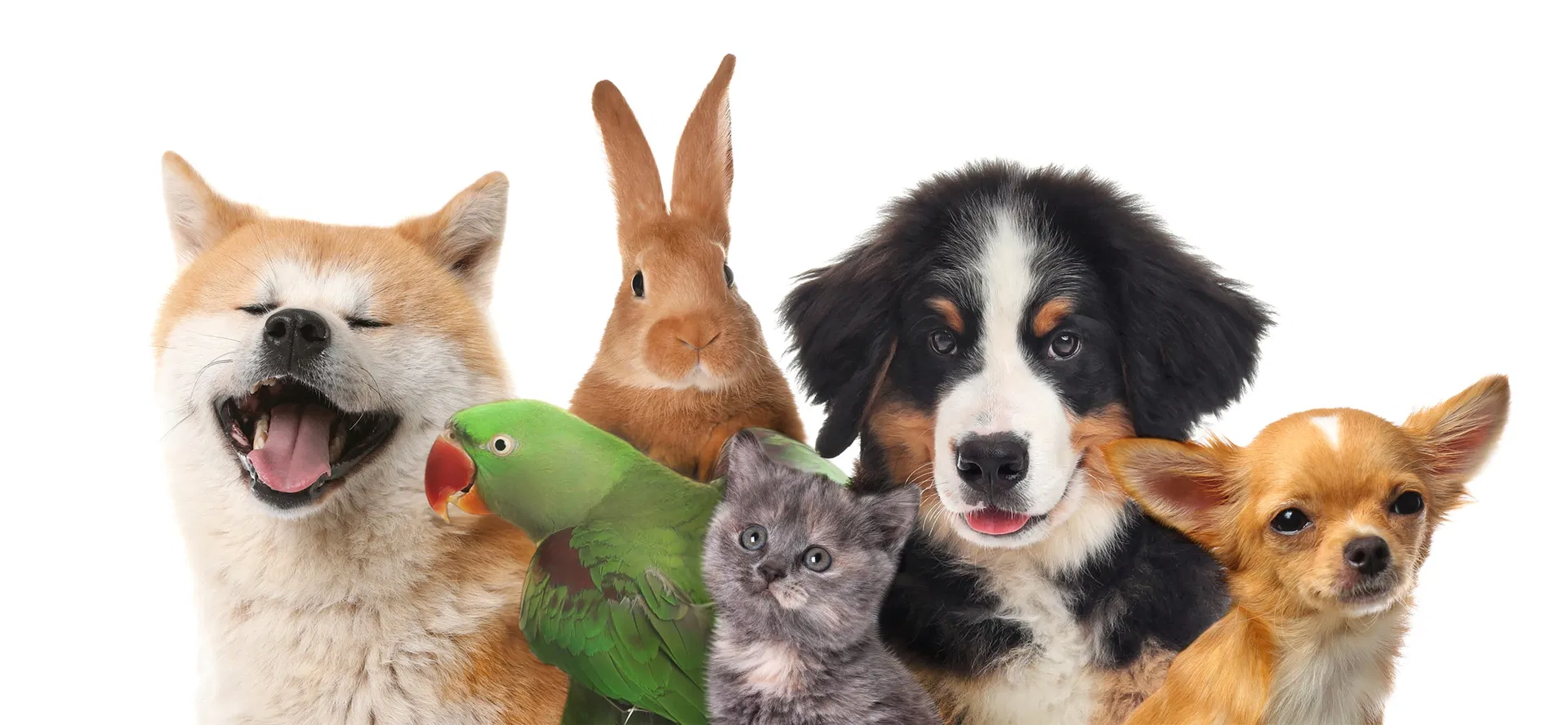 Toalhetes Biodegradáveis para Limpeza de Cães, Umidade para Dentes, Olhos e Orelhas