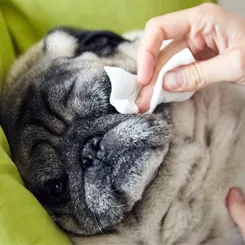 Cuidados com Animais de Estimação