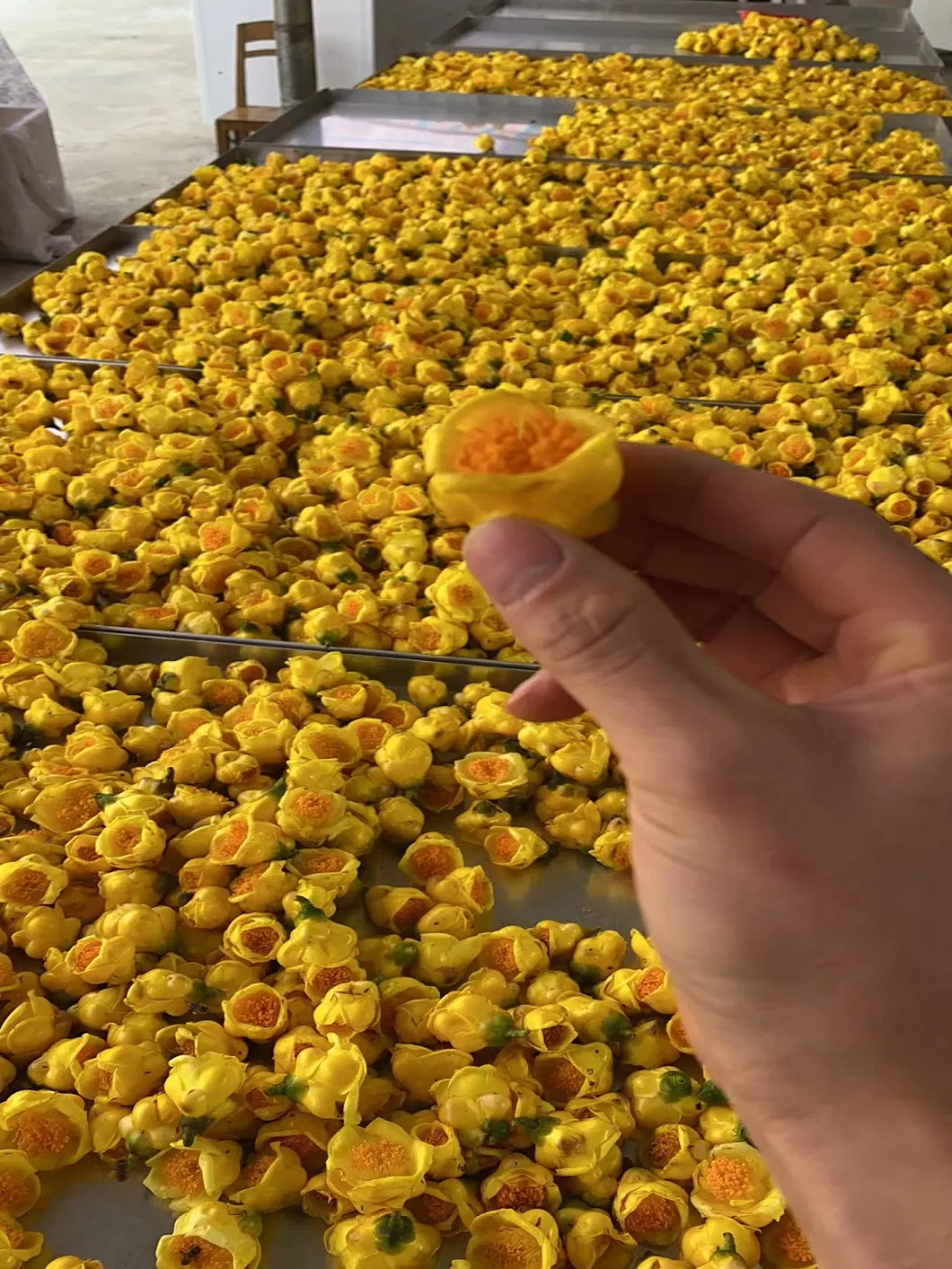 Golden Camellia Tea 2