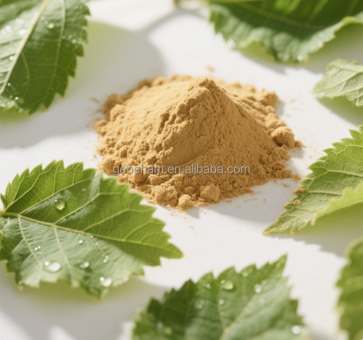 Mulberry Leaf Extract Powder Food Grade Herbal Extract 10% Organic Certified No Additives