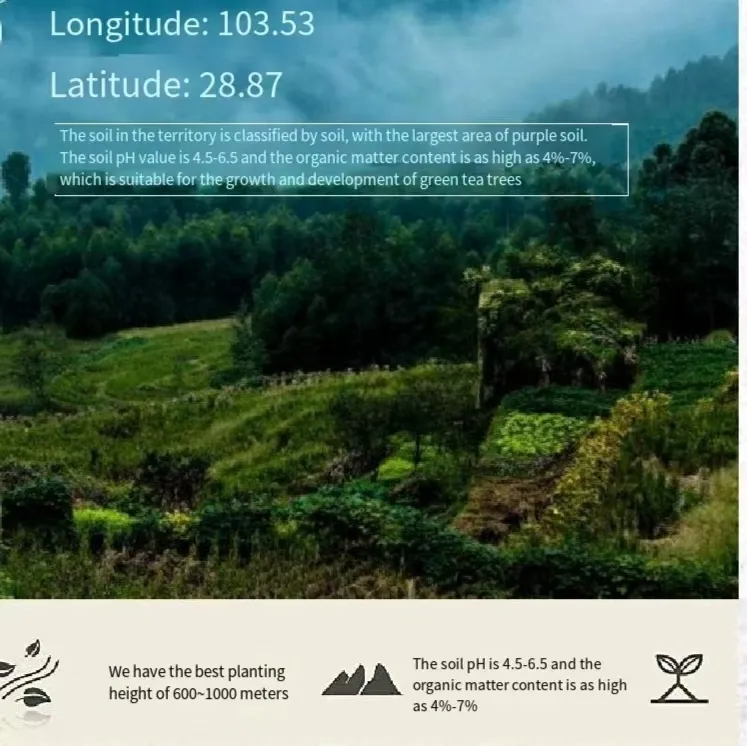 High Altitude Tea Plantation