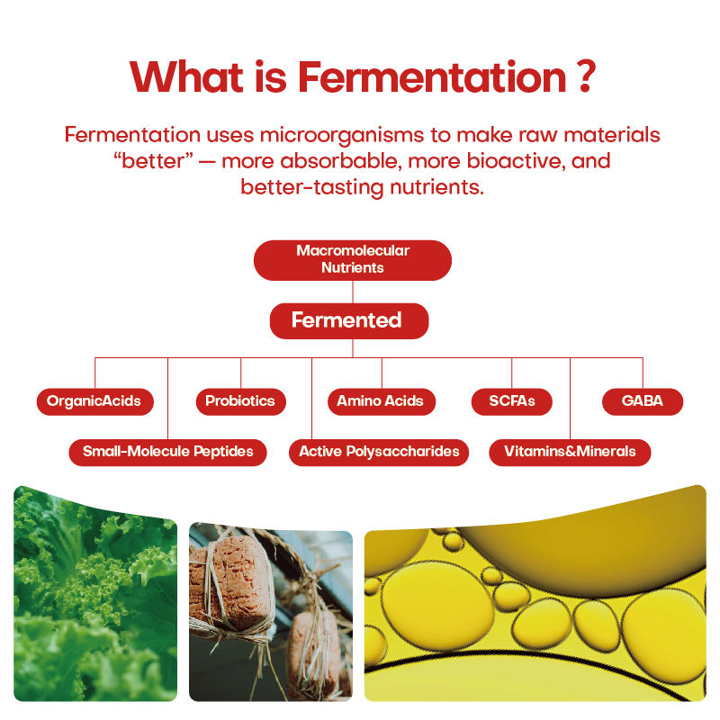 Wholesale Supply Fermented Natural Rhizoma Gastrodia Elata Extract Herbal Supplement Sleeping Aid Powder