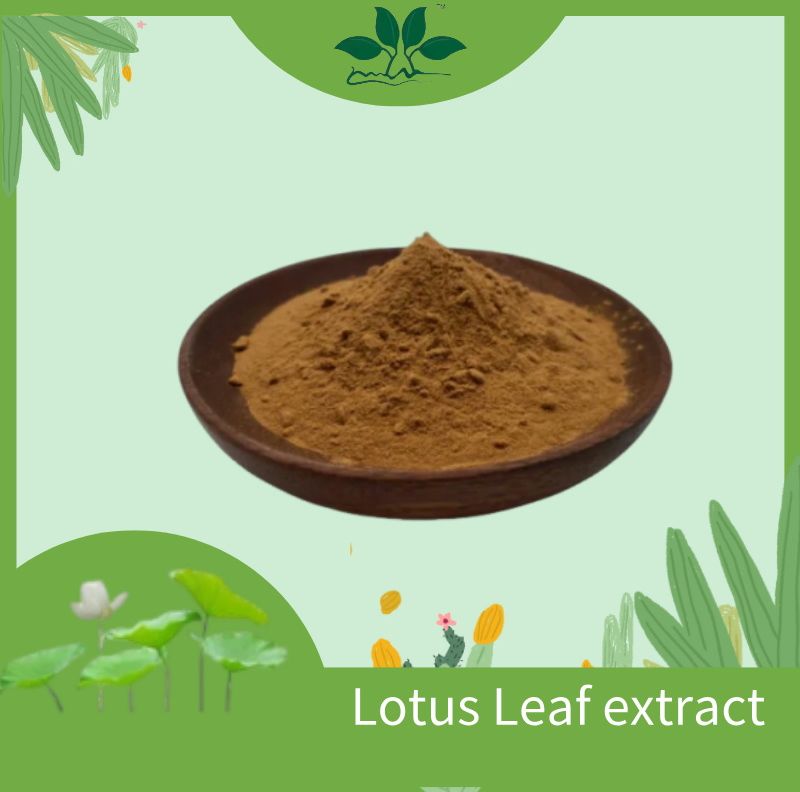 Pure Lotus Leaf Extract Powder for Herbal Supplements and Remedies