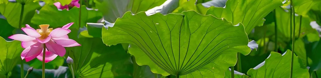 Pure Lotus Leaf Extract Powder