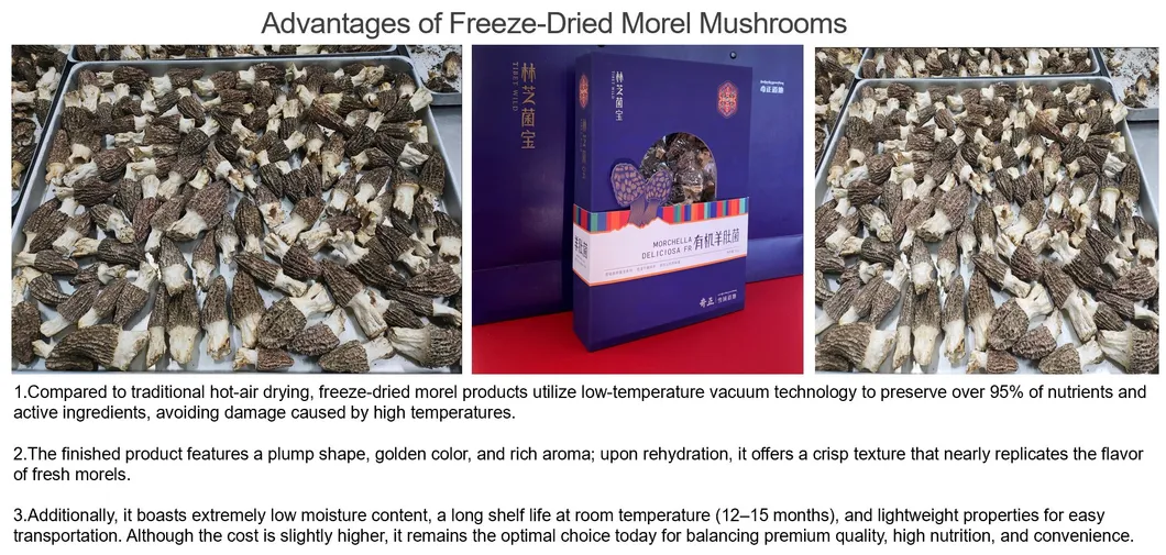 Morel Mushroom Production