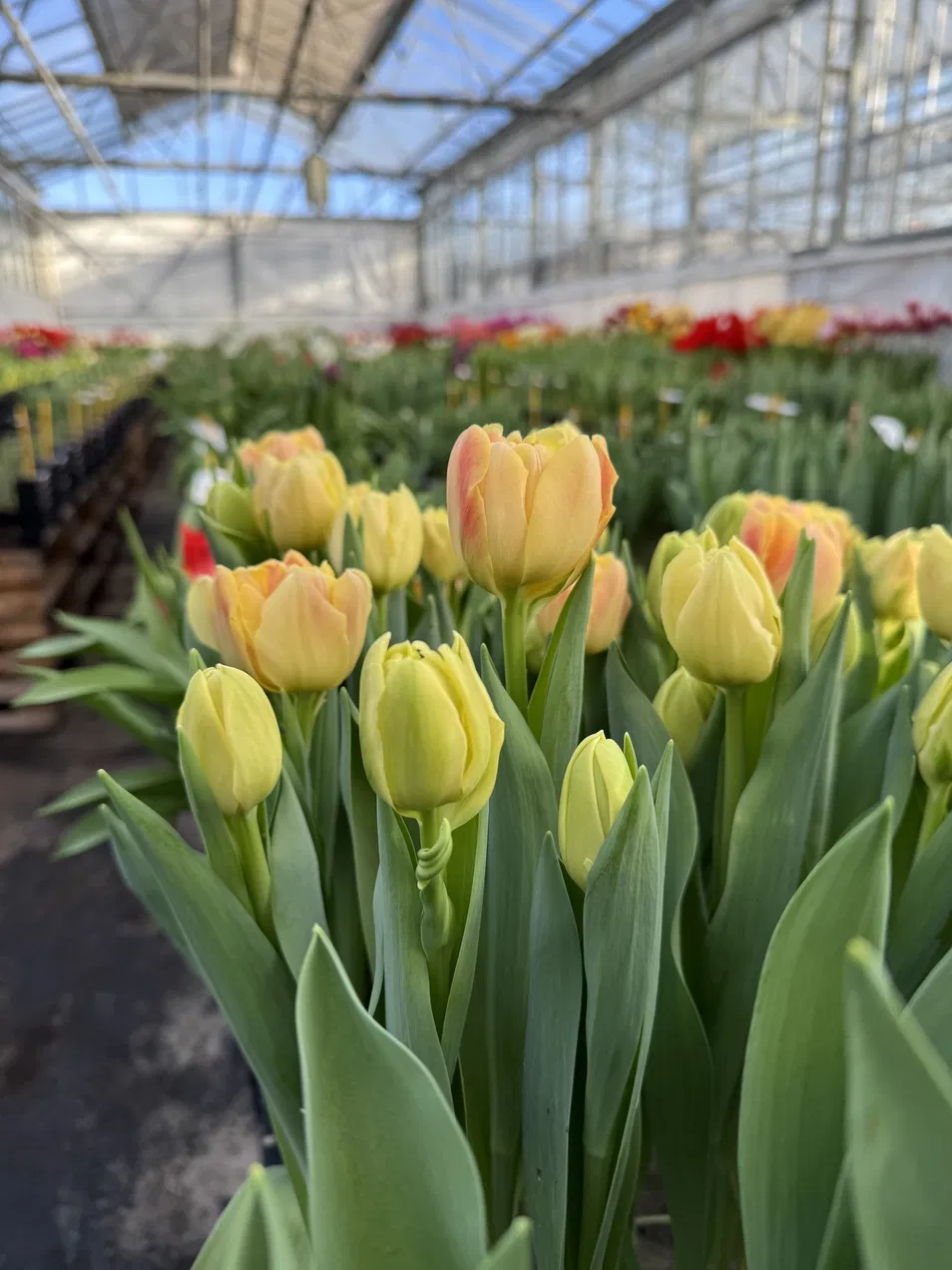 Greenhouse Structure Detail