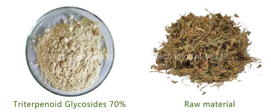 Gotu Kola Extract Powder Detail