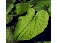 World Well-Being Biotech ISO&FDA Certified OEM Manufacturer Factory Supply Natural Botanical Extract High Quality10%-70% Kavalactones Kava Extract