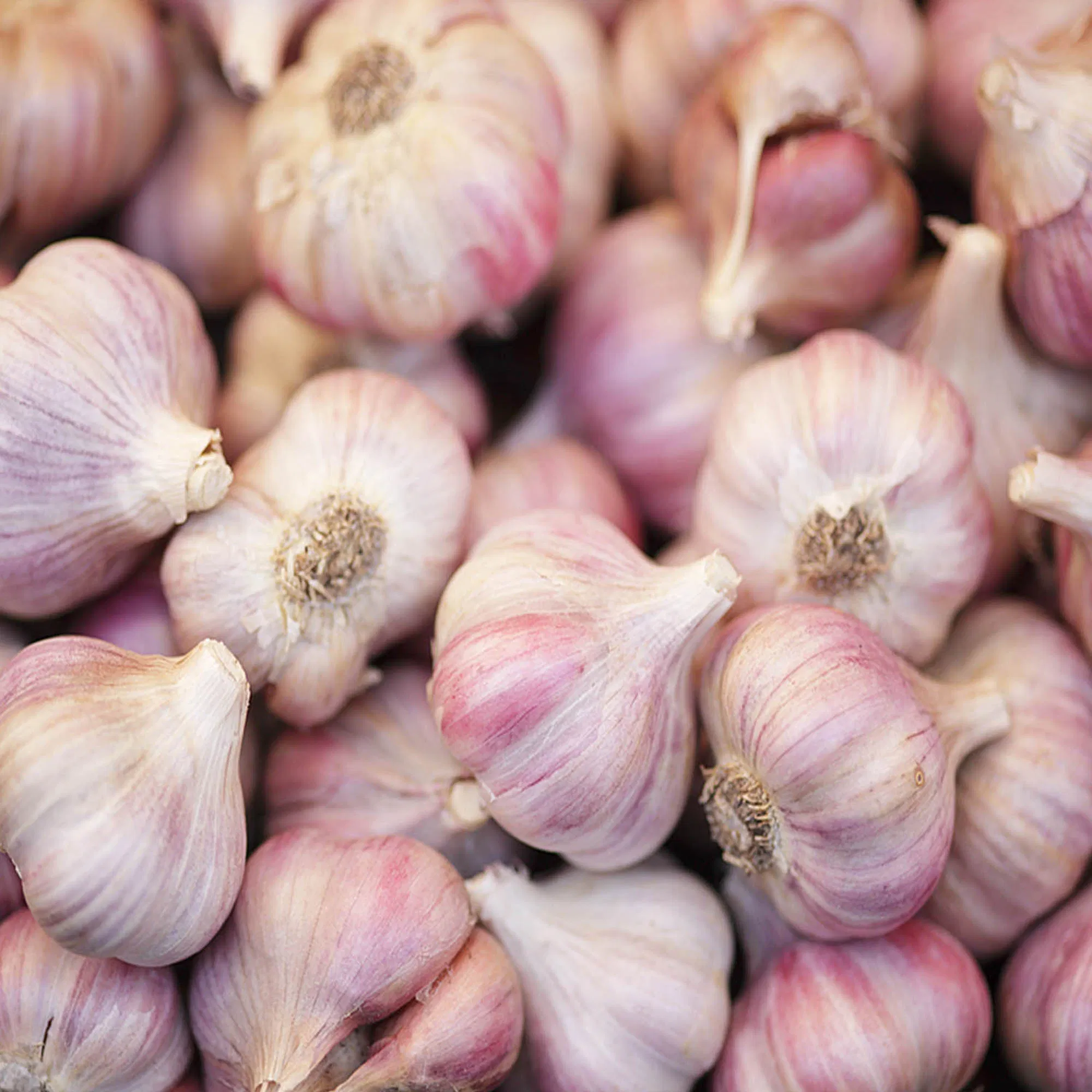 High Quality Fresh Organic Garlic Powder Garlic Dehydrated Dried Garlic Minced Granules