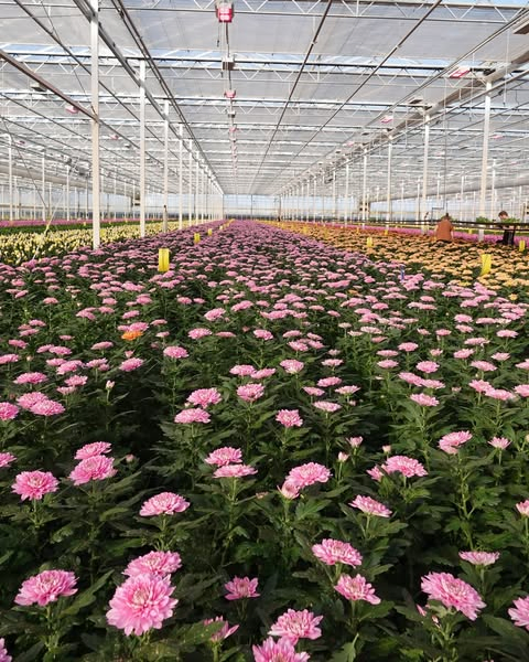 Quick Assembly UV-Resistant Flower House Greenhouse Kit for Home Garden