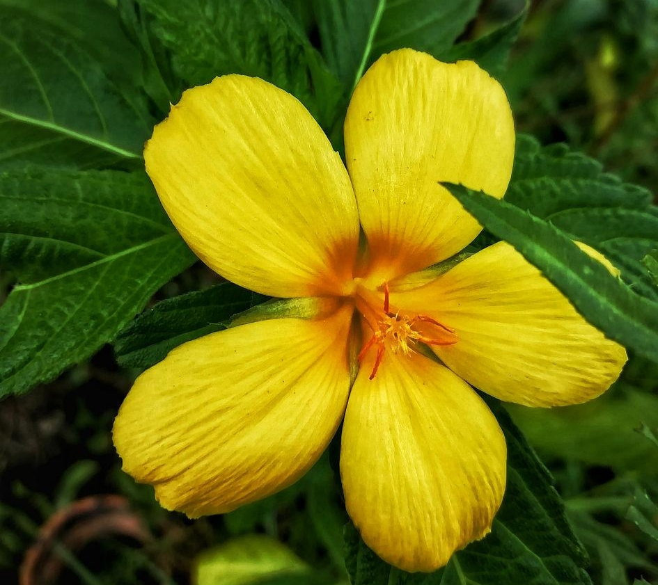 Damiana Extract Powder Enhancing Sexual Function Herbal