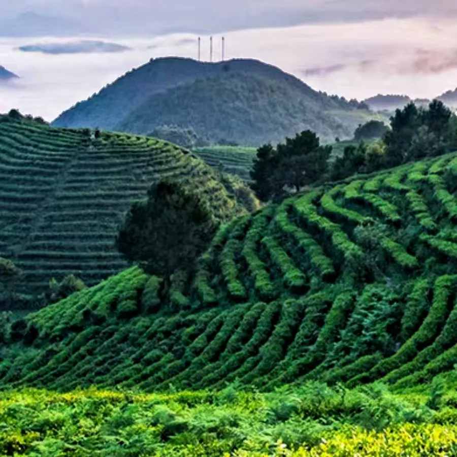 Mountain Tea Plantation