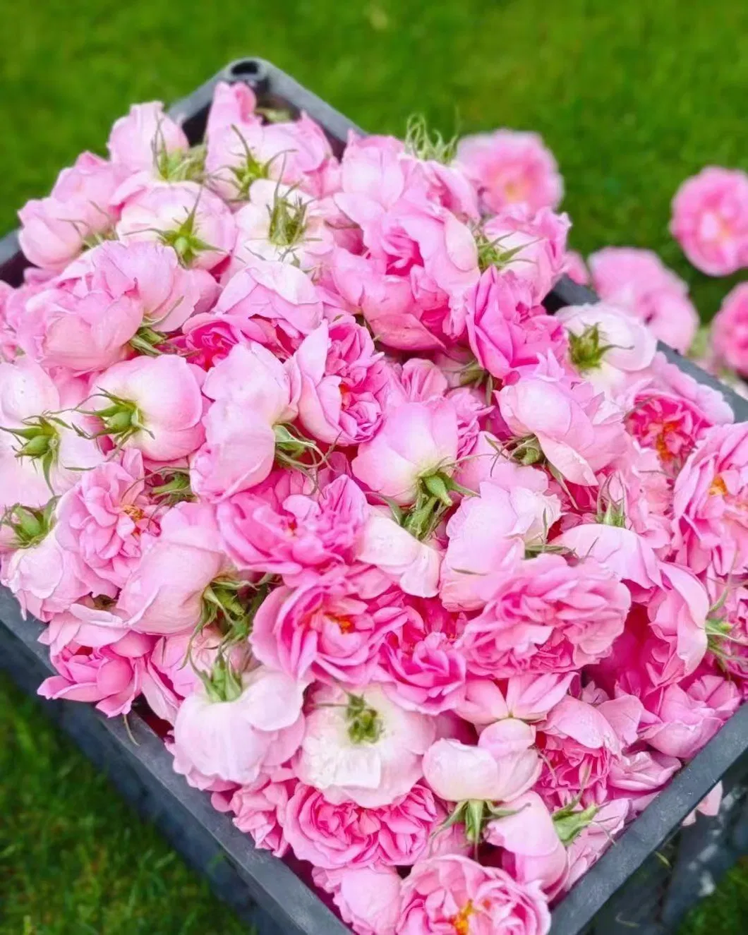 Organic Dry Rose Bud Tea