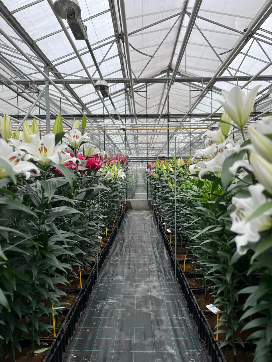 Greenhouse Interior View