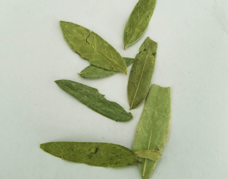 The Folium Sennae Herbal Tea