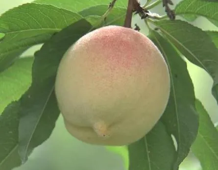 Peach Powder Process 2