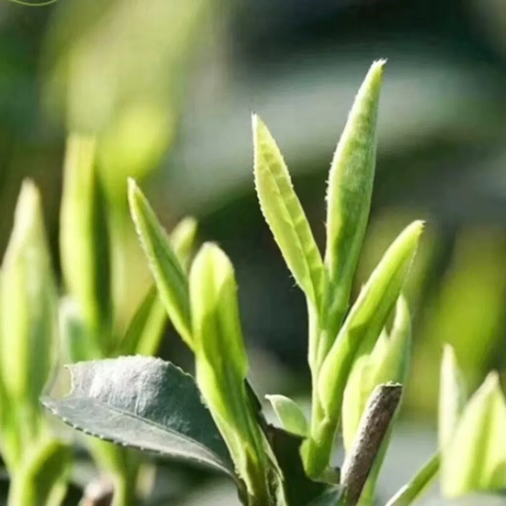 Natural Jasmine Flowers