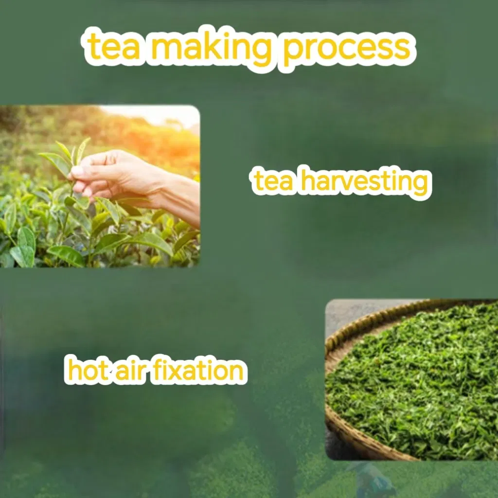 Tea Harvesting Process