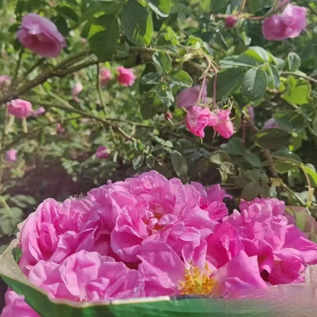 Organic Snow Plateau Beauty Dry Rose Herbal Tea Rose Bud Tea