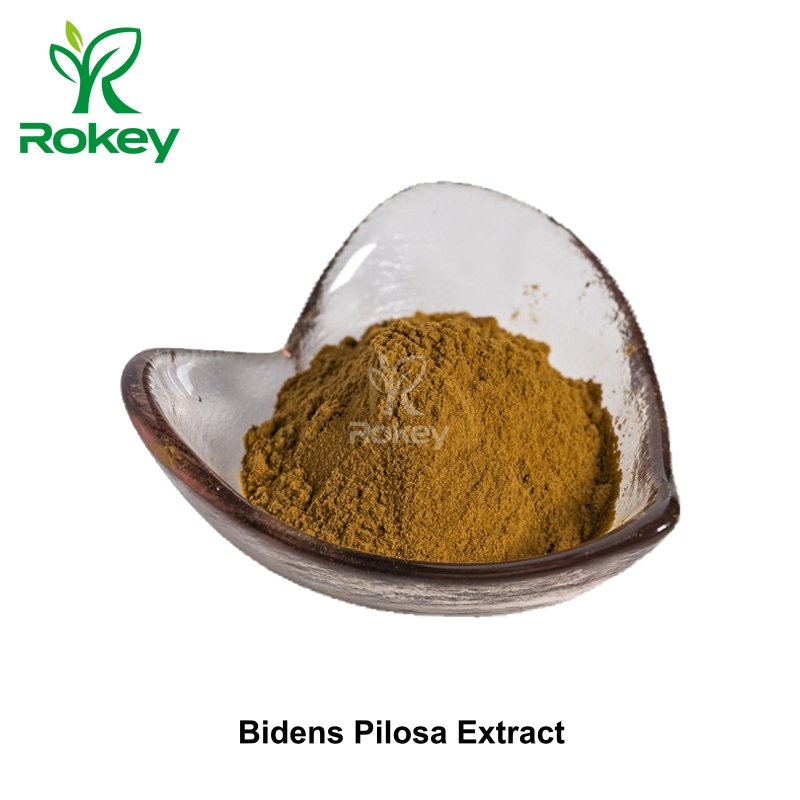 Premium Herbal Powder for Wellness Support Bidens Pilosa Extract