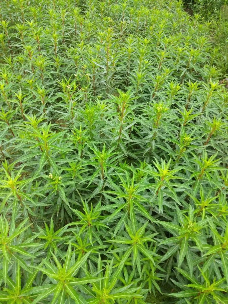 Pure Ganhuangcao Herbal Extract Powder for Health Benefits