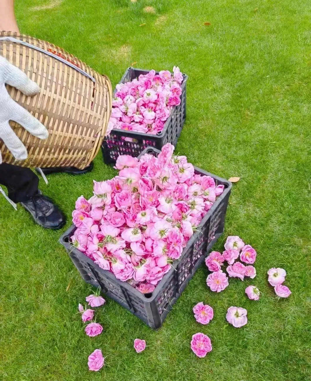 Organic Snow Plateau Beauty Dry Rose Herbal Tea