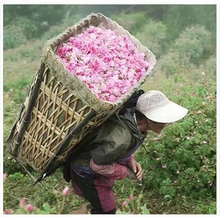 Organic Snow Plateau Beauty Dry Rose Herbal Tea Rose Bud Tea