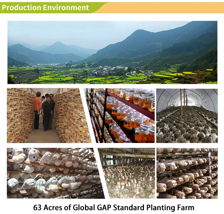 Mushroom Extract Supplement 3