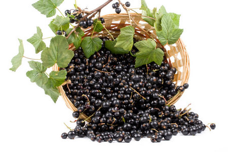 Pure Natural Freeze Dried Ribes Nigrum Powder Freeze Dried Ribes Nigrum Granules Fd Ribes Nigrum