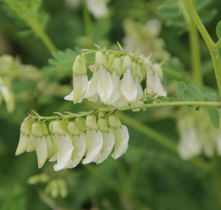 Premium Astragalus (Huang Qi) Slices - High Quality Dried Astragalus Roots for Traditional Chinese Herbal Medicines
